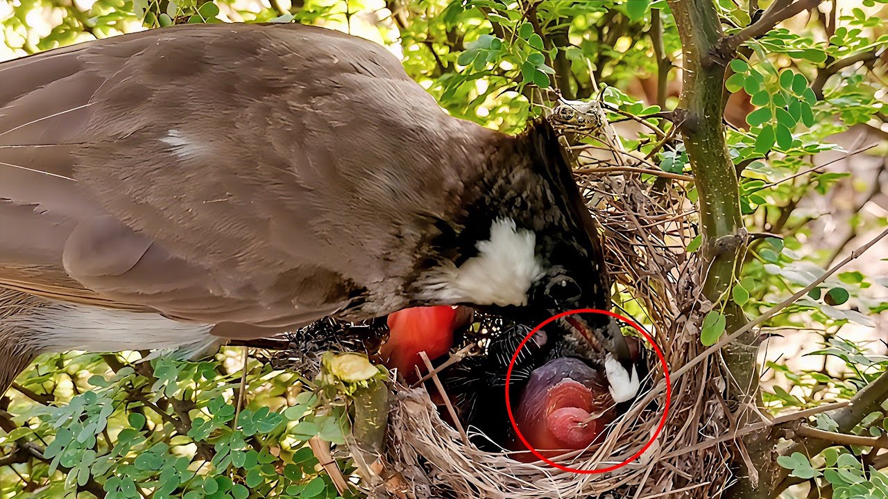 Bulbul baby got cleaned by mother and got food also! - YouTube