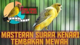 MASTERAN KENARI tembakan TERBAIK 2021 //  wit wit cer cer cer zep zep zep