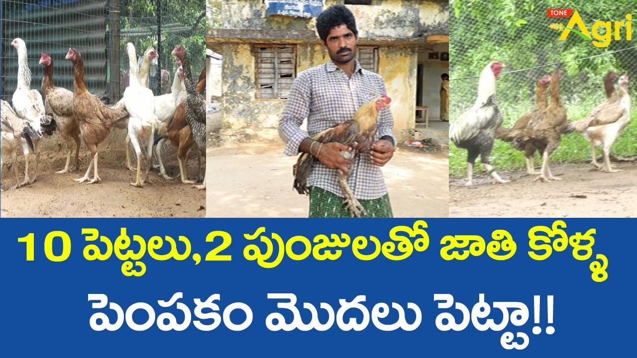 Jathi Kollu, Punjulu Farming | 10పెట్టలు, 2పుంజులతో జాతి కోళ్ళ పెంపకం మొదలు పెట్టా..!! Tone Agri