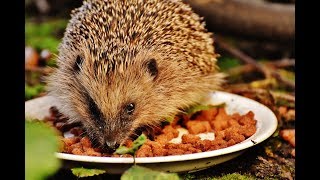 Ежиха с маленькими ежатами, пьет воду и ест кошачий корм Ежиха с маленькими ежатами, пьет воду и ест кошачий корм