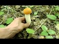 Сбор грибов 2019!!!Огромные поляны подосиновиков.Mushroom 2019!!!Huge glades of aspen.