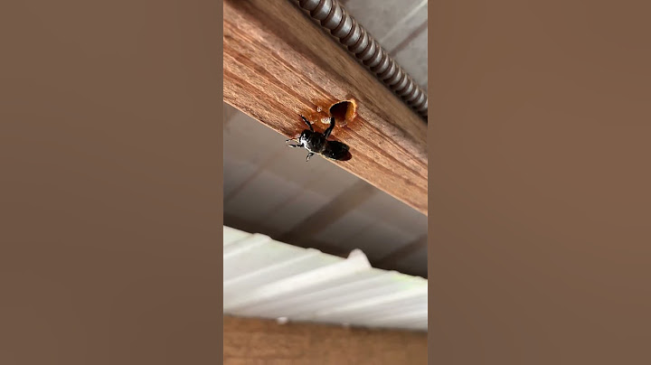 WD40 Really Works On This DESTRUCTIVE Pest!  #hack