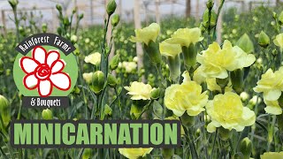 Minicarnations - Process of Planting, Growing and Harvesting