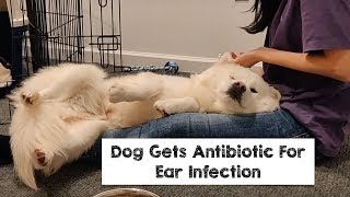Dog Gets Antibiotic for his Ear Infection I From The Dog Meat Trade