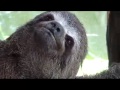 Our pet baby sloth