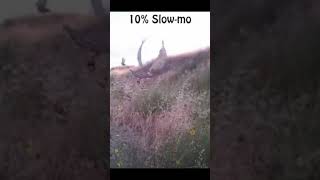 Sharp shinned Hawk vs Partridge. Falconry.