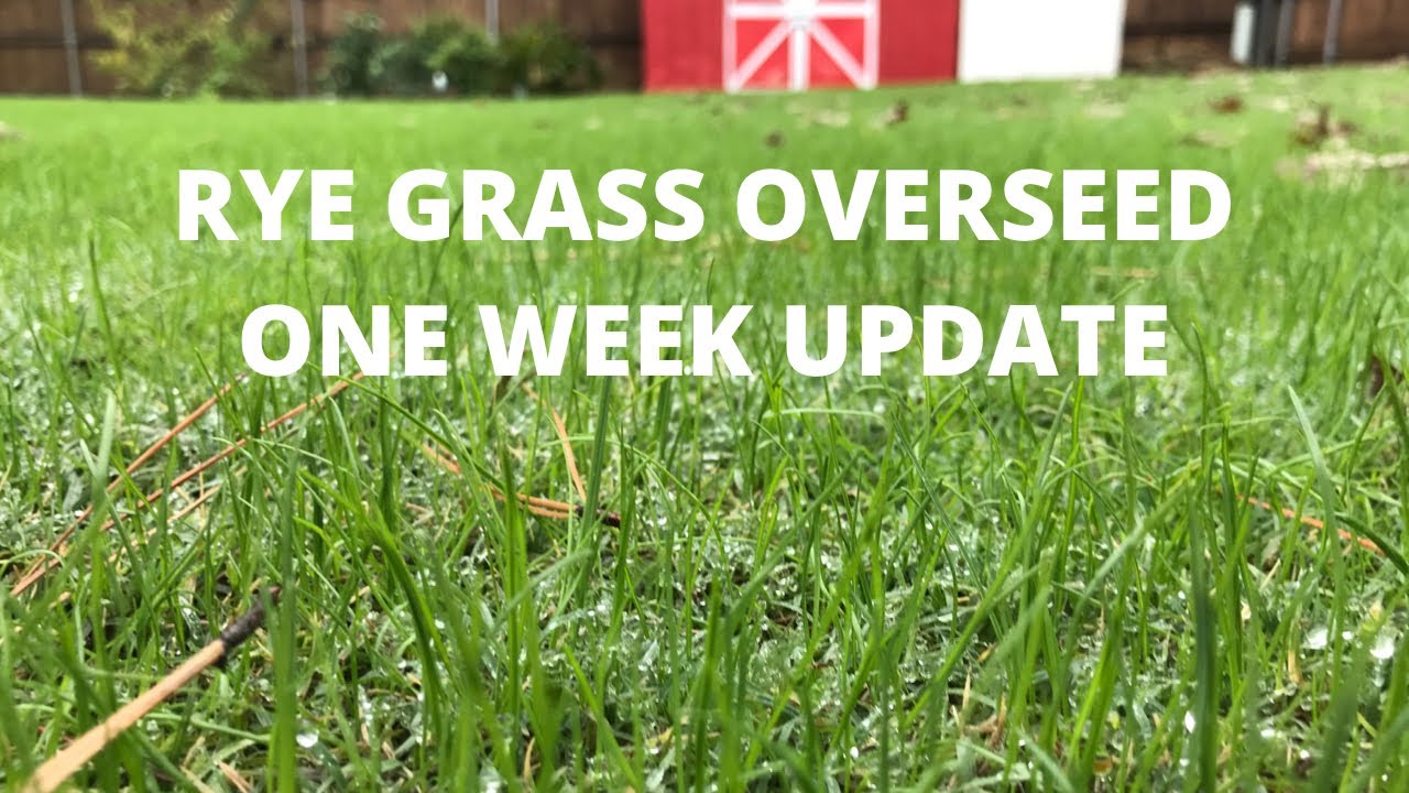 Rye Grass Overseed Of Bermuda Lawn One Week Update YouTube rye-grass-overseed-of-bermuda-lawn-one-week-update-youtube