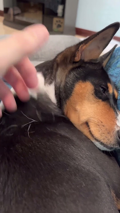 Do Basenjis Shed? ￼ #barkless #dog #basenji