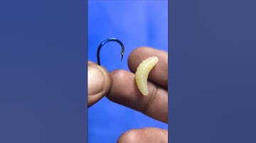 Tutorial on How to Put Fishing Bait #shorts #fishing #tutorial