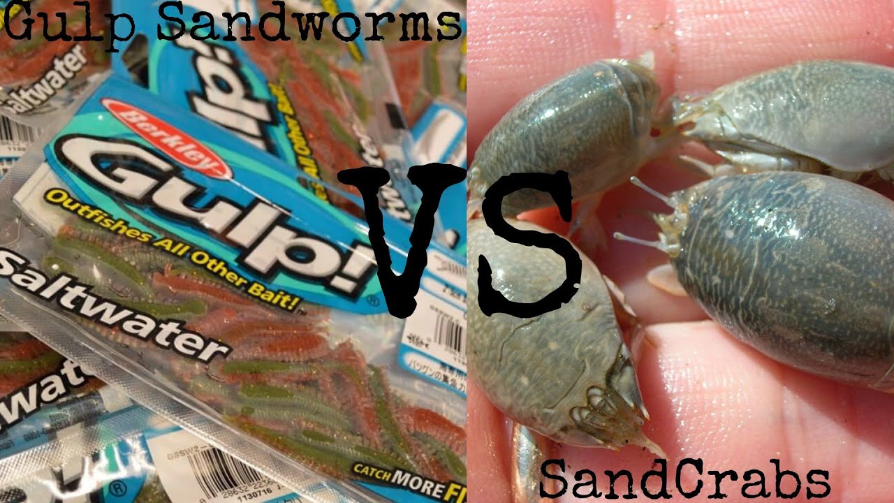 Fishing - Berkley Gulp Sandworm Vs Sand Crabs 