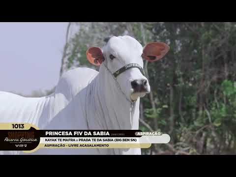 LOTE 1013   PRINCESA FIV DA SABIA   SAB C3105 zap