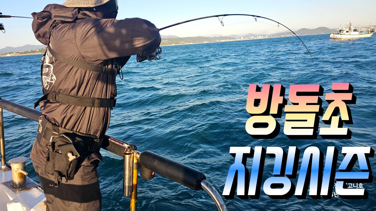 울산방어지깅 시즌이 돌아왔습니다! 시즌초반부터 9짜급 대방어들이 나오기시작하며 작년의비해  배가빵빵한게 먹이활동을 왕성히 한거같습니다! #전고니호 #방어지깅 #울산낚시