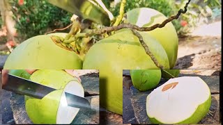 Amazing coconut cutting skills... 🥥🌴 #satisfying #nature #asmr 🙂