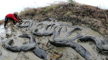 Amazing fishing  ! Catch a lot of fish in the rice fields near the lake.