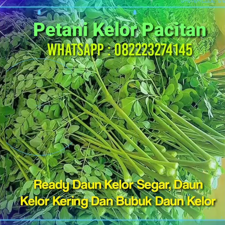 Wa 082223274145 Jual Daun Kelor Segar Daun Kelor Kering Kiloan Bubuk Serbuk Daun Kelor Pacitan