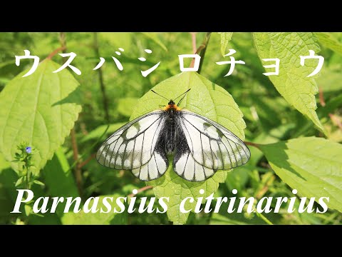 【昆虫】ウスバシロチョウ Parnassius citrinarius