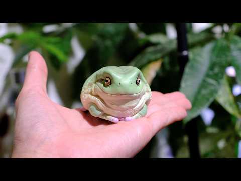 Frog eats the moon クルバオー師　生涯の伴侶となる作品 hqdefault.jpg