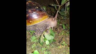 Snail eating small plant