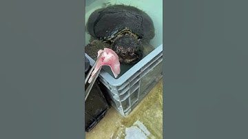 Alligator Snapping Turtle catching food in SLOWMO