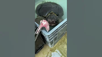 Alligator Snapping Turtle Catching Food In SLOWMO 