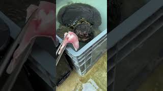 Alligator Snapping Turtle catching food in SLOWMO