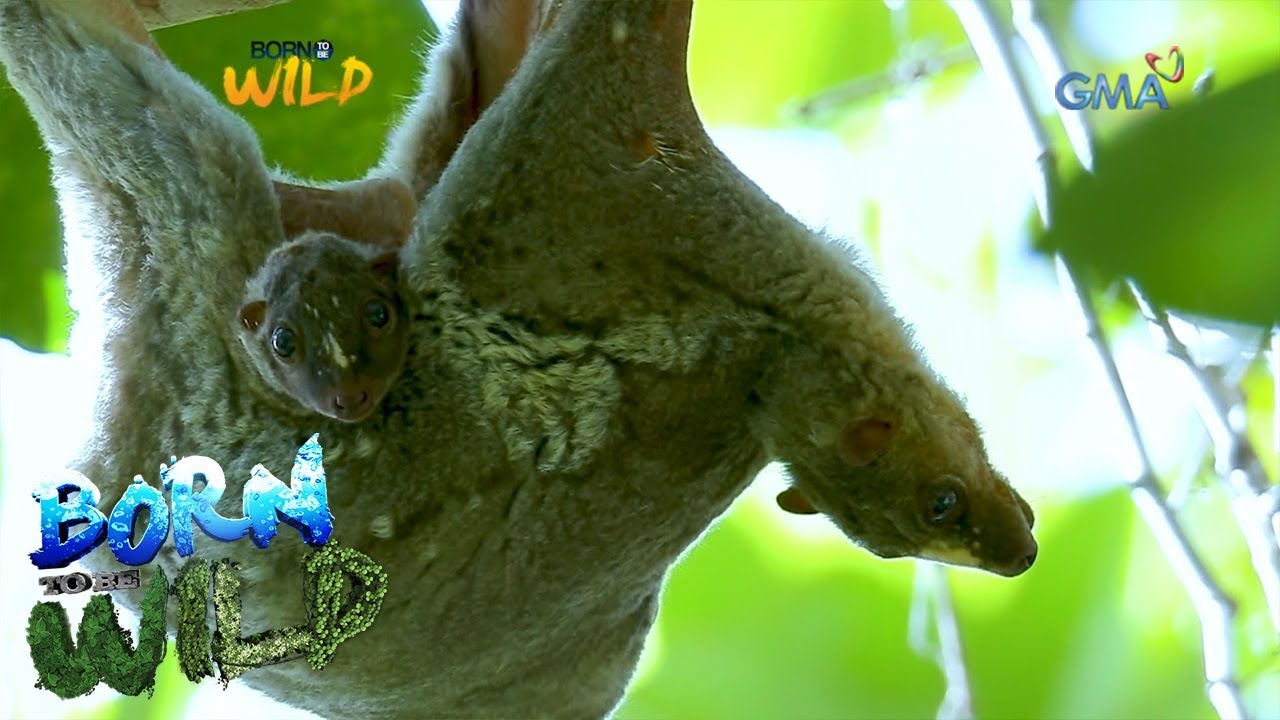 Born to be Wild: Close encounter with flying lemurs
