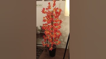 Maple leaves tree, 5ft height