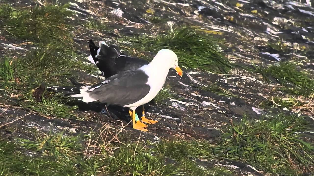 Lesser Black-backed Gull Green YAAA - 20160418