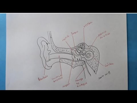Como dibujar el oído humano y sus partes| HD - YouTube