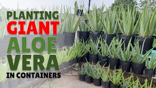 How To Plant Giant Aloe Vera in Containers