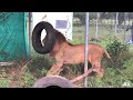 Kimba swinging in his tire