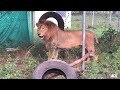 Kimba swinging in his tire