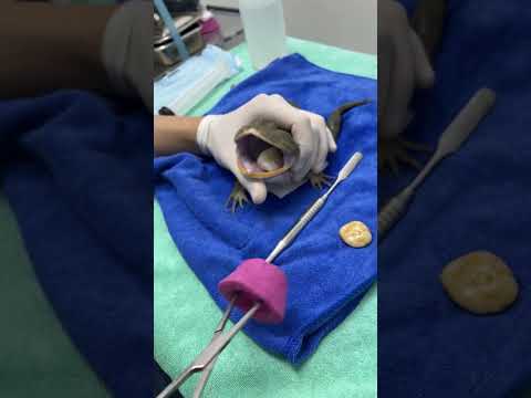Vet carefully removes ROCKS from greedy frog's stomach