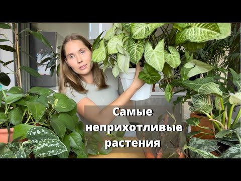 Видео: Мой список неприхотливых растений для дома.