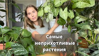 Мой список неприхотливых растений для дома.