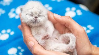 the cutest Grandpa face kitten has a strong will to live by TinyPaws 494 views 22 hours ago 1 minute, 19 seconds