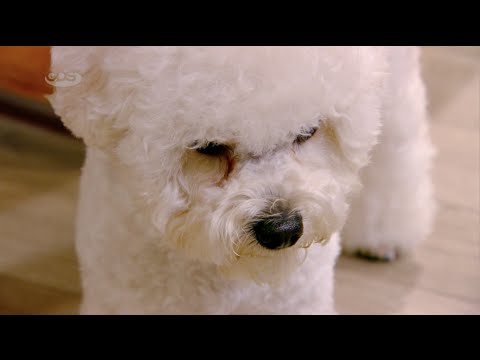 ”ზოოკლუბი” | რა ასაკიდან და როგორ გავწვრთნათ ძაღლი?