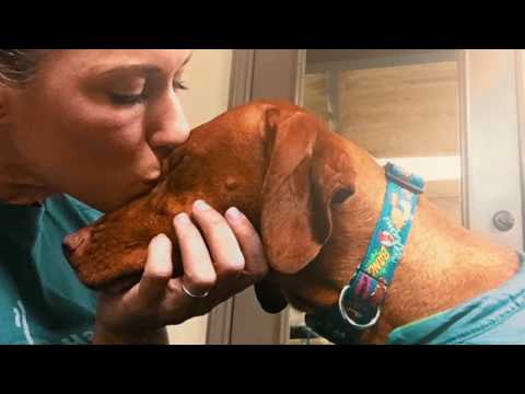 Vidéo: Cancer De La Peau (hémangiosarcome) Chez Le Chien