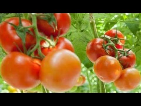 فيديو: هل ستتحول الطماطم إلى اللون الأحمر؟