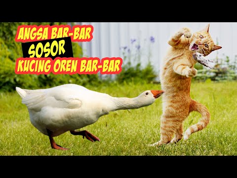 NGAKAK! Reaksi Lucu Kucing Oren Bar-bar Saat Disosor Angsa Bar-bar - Kucing Vs Angsa Vs Bebek