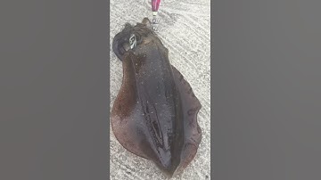 Câu mực côn đảo tại cầu tàu mới