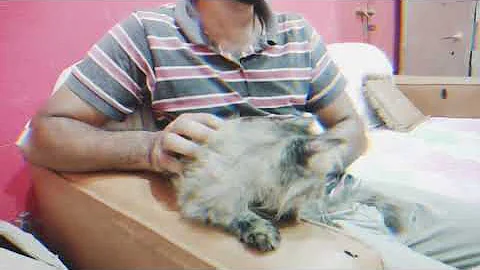 Video 11721771: persian siberian cat, siberian cat meow, meow white persian cat, cat vs siberian, cat review, cat pets