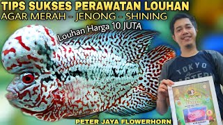 TIPS PERAWATAN IKAN LOUHAN KAMFA AGAR MERAH JENONG & MUTIARA SHINING By PETER JAYA FLOWERHORN