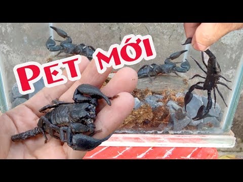 GIAO LƯU ĐƯỢC 2 CON BỌ CẠP THỬ NUÔI XEM NTN? | Túc Thịnh