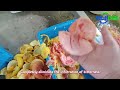Pomelo half-cut juicer