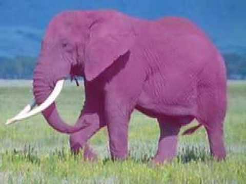 Joe Johnson Memory System Bob And Tom Radio Show Youtube Joe Johnson Memory System Bob And Tom Radio Show Youtube