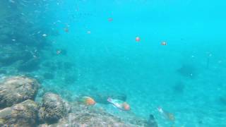 Snorkeling at Dubois park, Jupiter, Florida