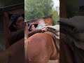 Сейчас бы вот так вместо того,чтобы скакать на работу 🤠