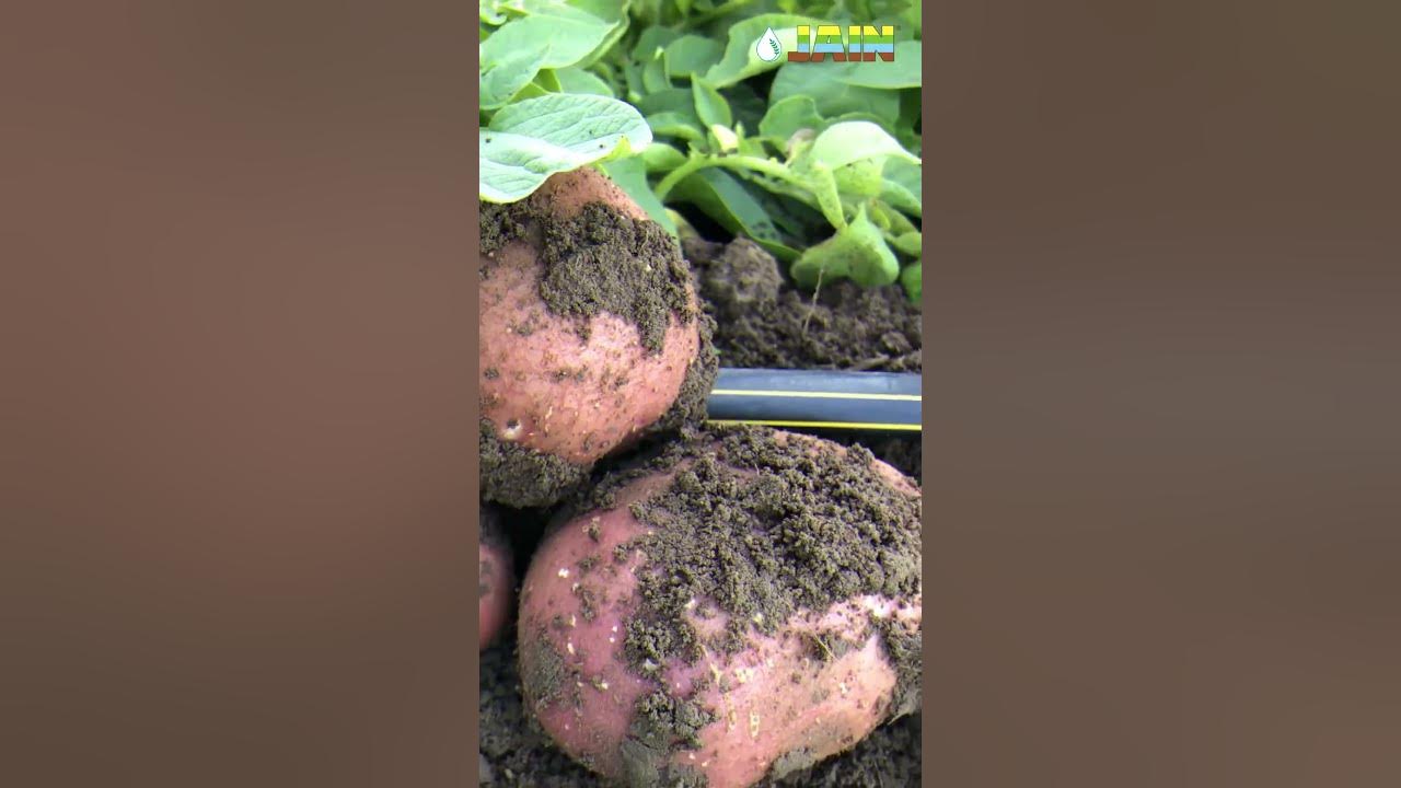 Jain Banana Tissue Culture shorts youtubeshorts viralshorts YouTube