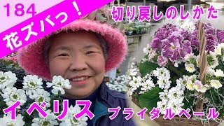 イベリスブライダルブーケ花後の切り戻しのしかたギャザリングの作り方【花ズバっ】184旬の花とその使いかた紹介/花創人ガーデニング教室